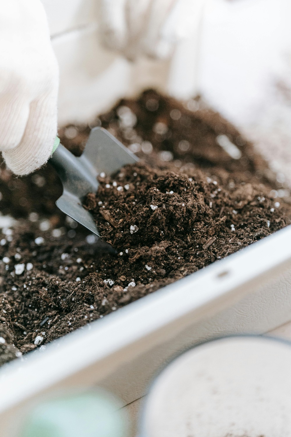 falonbrianne-green-onions-plant falonbrianne how to grow green onions in soil